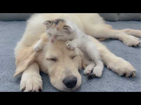 The Rescue Kitten Couldn’t Fall Asleep Without My Golden Retriever
