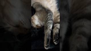 いい寝相の猫 #shorts