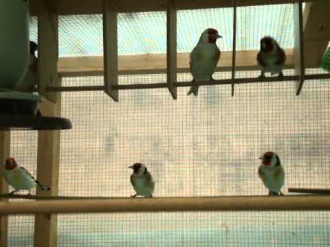 Carduelis Major Gardelin Stieglitz