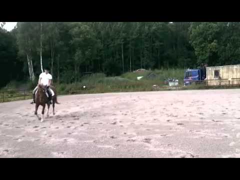 Dressyrträning hemma