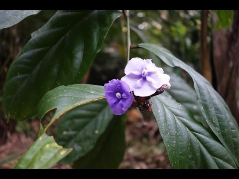 Miguel Ochavano Urquia and sons, 2016, Shipibo Icaro 2