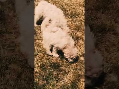 Perros Puli en venta