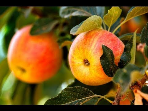 7 Reasons To Buy Local Food And Support Sustainability | Green Living Zone