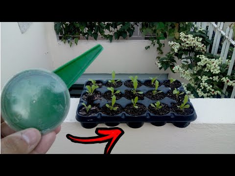 Do not plant lettuce without using this piece