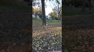 Little white squirrel in Victory park, N. Mpls, MN