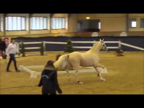 Qaside MD v.  Quasi Gold MD