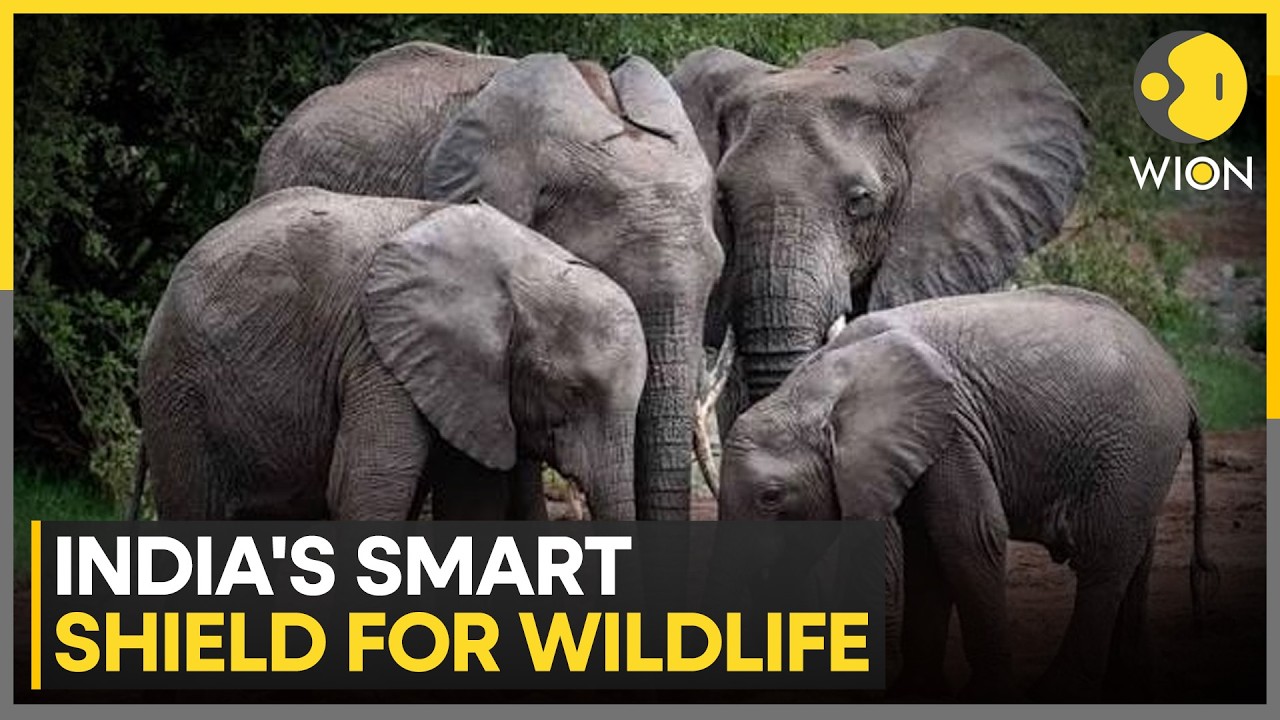 Tamil Nadu Turns Tech Into Wildlife Safety: Protecting Gentle Giants With Intelligent Alerts | WION