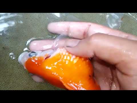 4 way to male female identify of gold fish