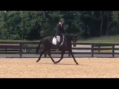 Olympus *** 3 year old Materiale Stallions/Geldings