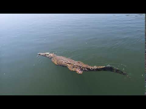 Nilkrokodil auf dem Sambesi