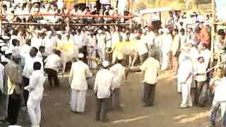 preview picture of video 'bail gada yatra saal sidheshwar 2012'