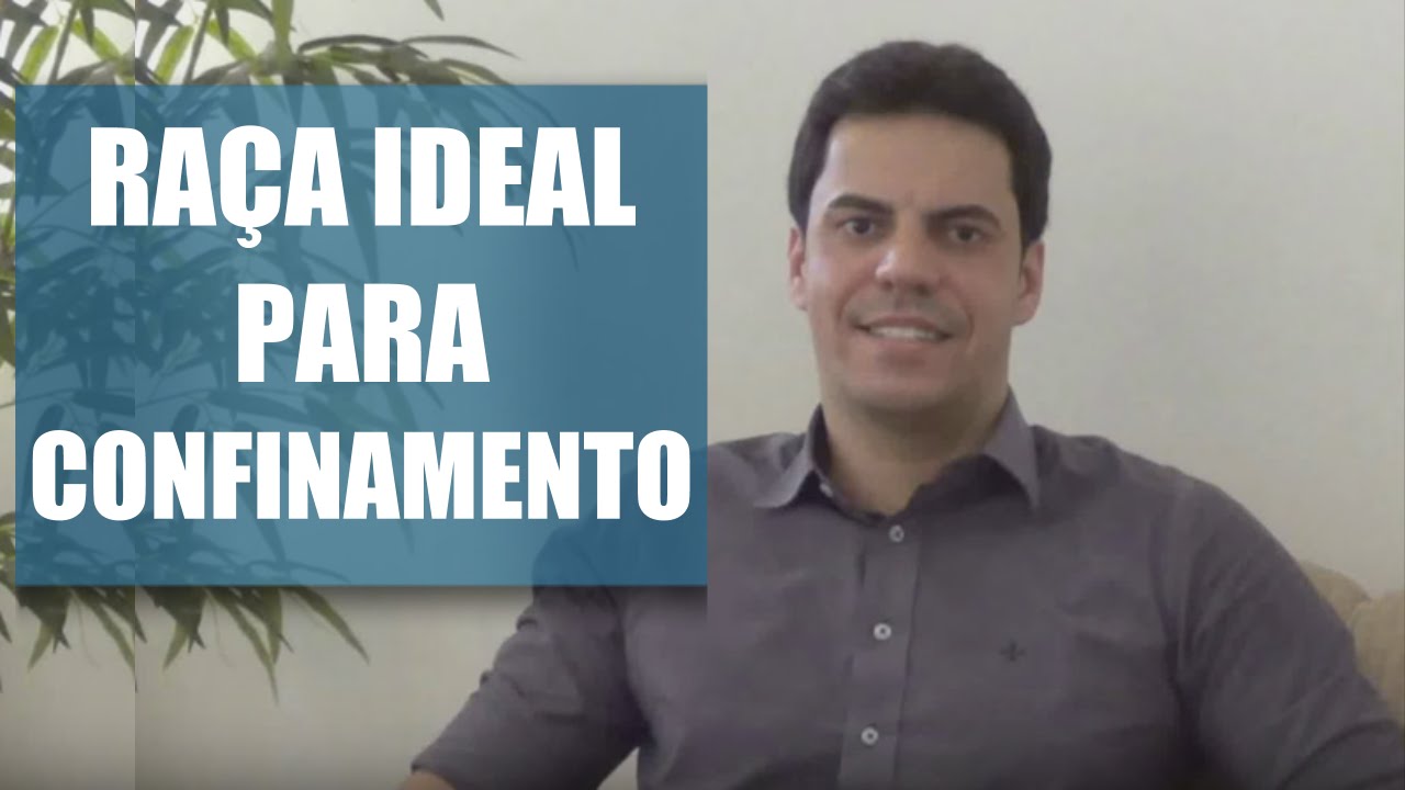 ESCOLHA A RAÇA IDEAL PARA O CONFINAMENTO