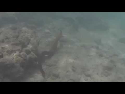 Girls find eel snorkeling