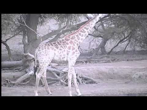 Journey of Giraffes Stop for a Morning Drink at Pete's Pond November 19, 2012