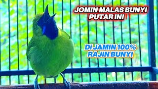 Download lagu Cucak ijo mini gacor bagus untuk pancingan emosi jomin bahan agar rajin bunyi mp3