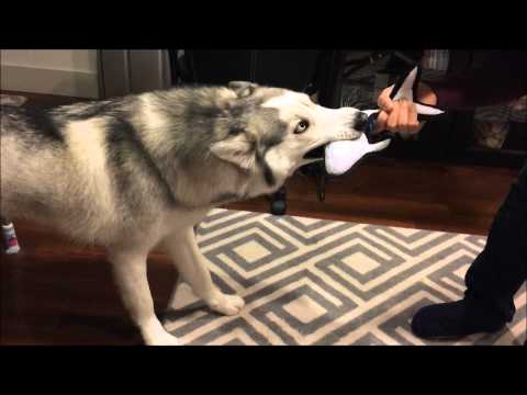 Husky Won't Let Go of New Toy Video