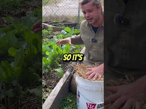 Optimal Straw Application Times for Garden & Farm
