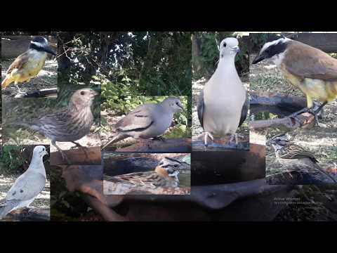 #92 Chingolo Torcaza Torcacita Benteveo Jilguero 0312 2025