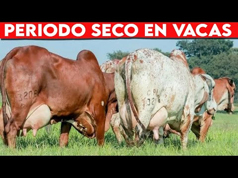 , title : '🔴 Vacas Lecheras Periodo Seco ✅ Gado Leitero'