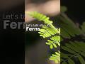 Let’s talk about Ferns