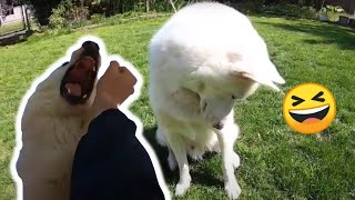 The Tug-of-War Challenge: Husky Edition