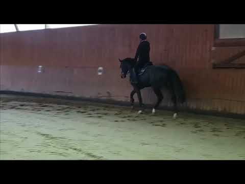 CORNET`S QUAPRICE *2016 (Cornet Obolensky/Quaprice du Bois Margot)