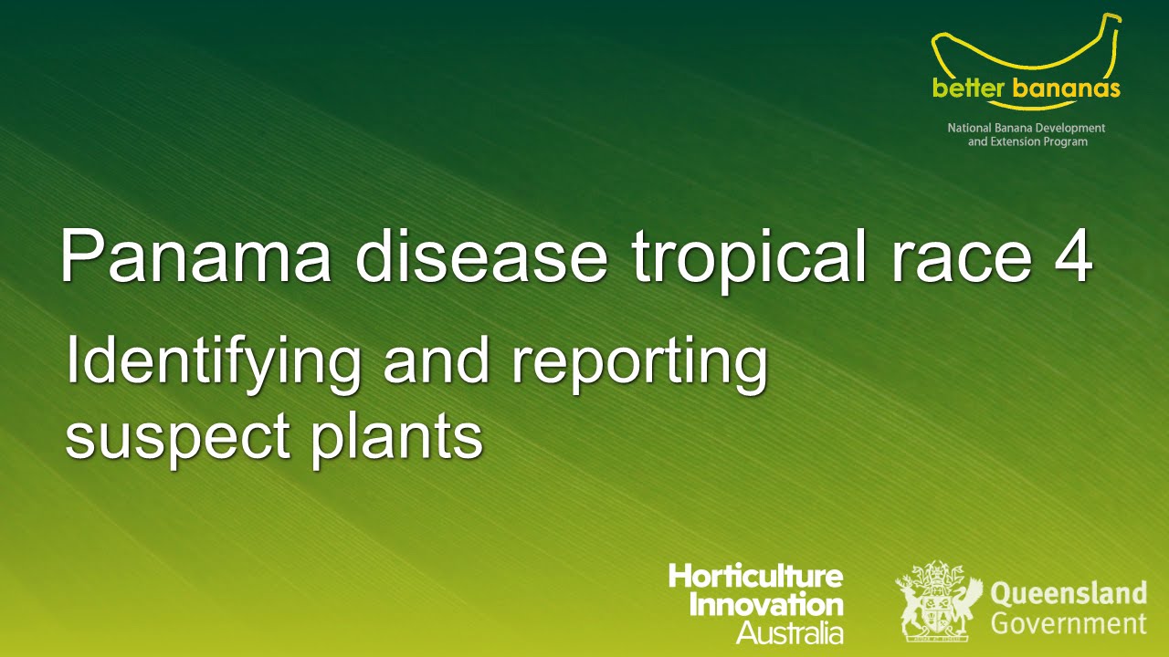 Panama disease tropical race 4: Identifying and reporting suspect plants