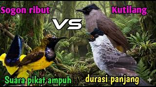 Download lagu SUARA PIKAT BURUNG SOGOK ONTONG RIBUT VS BURUNG KUTILANG #PIKAT#PIKATSOGON#BURUNG mp3