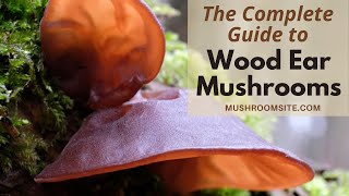 Wood Ear Mushrooms, the Complete Guide
