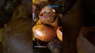 Cicipi Keong Sawah Camilan Khas Ramadhan di Banyumas, Setiap Seruputan Punya Rasa Pedas dan Manis