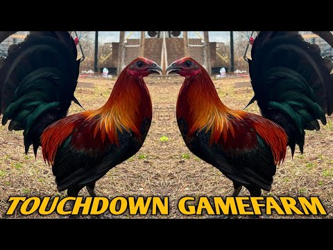 Mugs Penny hatch Grey - TOUCHDOWN FARM