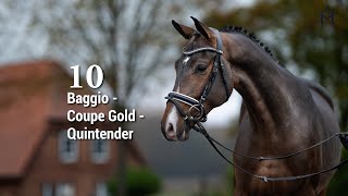 Video of HF v. Baggio x Coupe Gold