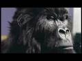 Cadbury Gorilla Advert In The Air Tonight