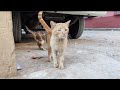 Cute Ginger Cat Meows Very Loudly For Food