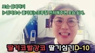 전라북도 김제귀농딸기 농부 시즌6 딸기정식 지금부터가 시작이다.