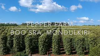 preview picture of video 'Pepper Farm in Boo Sra, Mondulkiri Province'