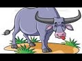 Vaginal Prolapse In A Water Buffalo How A Vet Saves Animals