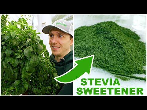 , title : 'How To Process Stevia Into A Powder Sweetener'