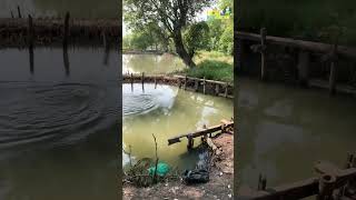 Download lagu Perlawanan mujaer liar ☺️ mantap sensasi nya mp3