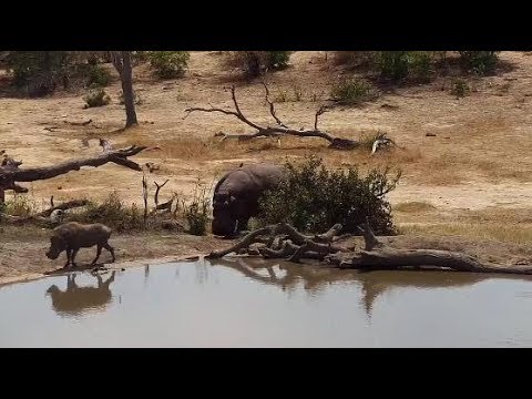 Djuma: Hippos arrive and join the Warthog family - 10:31 - 09/29/19
