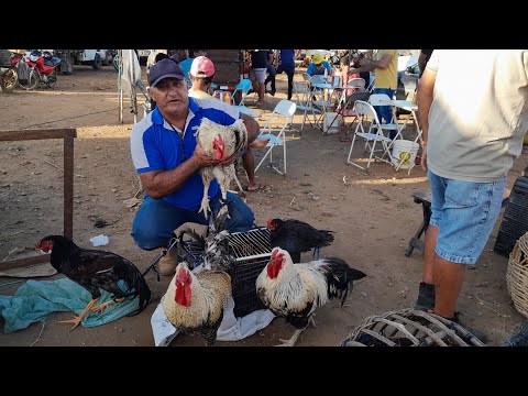 Feira de Galinhas da Vila do jerimum Taquaritinga do Norte Pernambuco 14/06/2026.