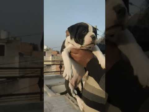 Ambully female full heavy 98778 26958