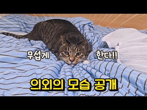 호동이 긁혔다!! 너무 순하고 느긋해서 사냥도 못 할 것 같던 고양이의 대반전 모습 : 힘과 스피드가 만나면 이렇게 됩니다