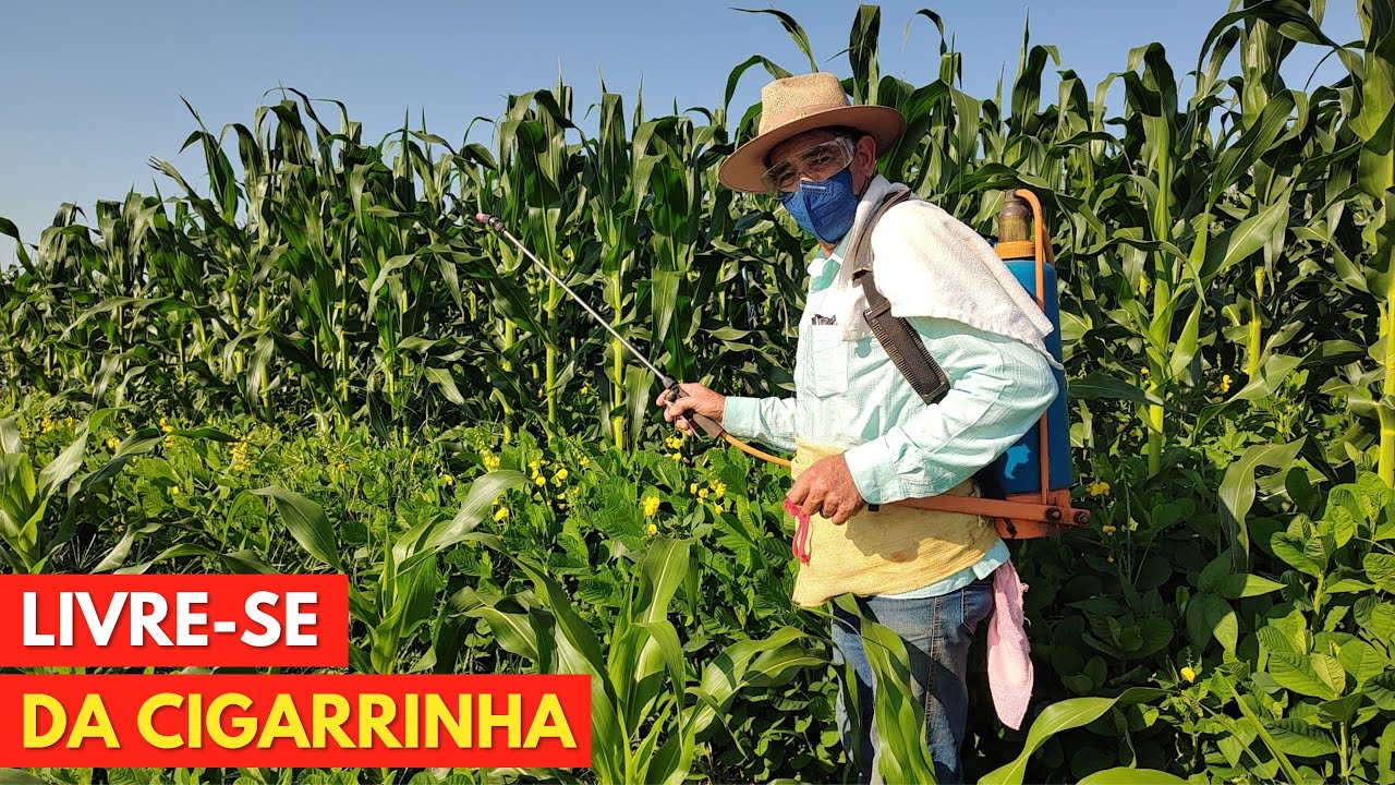 TÉCNICA SIMPLES e Eficaz que GARANTE o Controle da CIGARRINHA no MILHO!