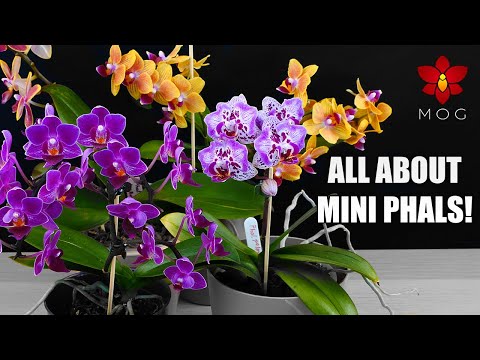 , title : 'How to Care for Mini Phalaenopsis Orchids - Care Tips for Beginners'
