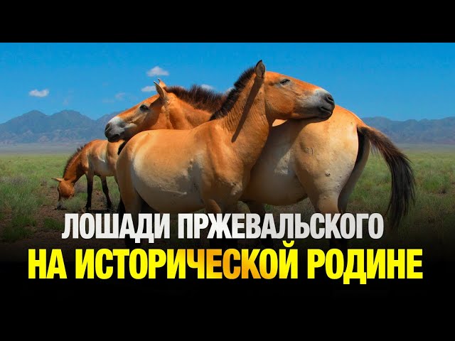 Эксклюзивные подробности возвращения лошадей Пржевальского