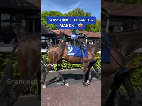 SHOWING OFF YOUR QUARTER MARKS IN THE SUNSHINE LIKE… 🤩☀️ #horse #horseracing #animalshorts #animals