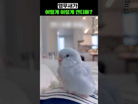앵무새가 어떻게 이렇게 캔디바?