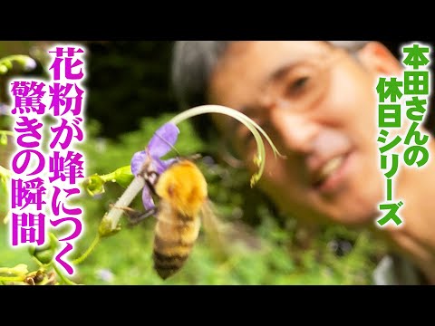 園芸 カナダの連帯、カナダのアキノキリンソウ