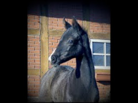 "Bonds x Sarkozy" colt born 17.02.22 (Docke-dam-line)